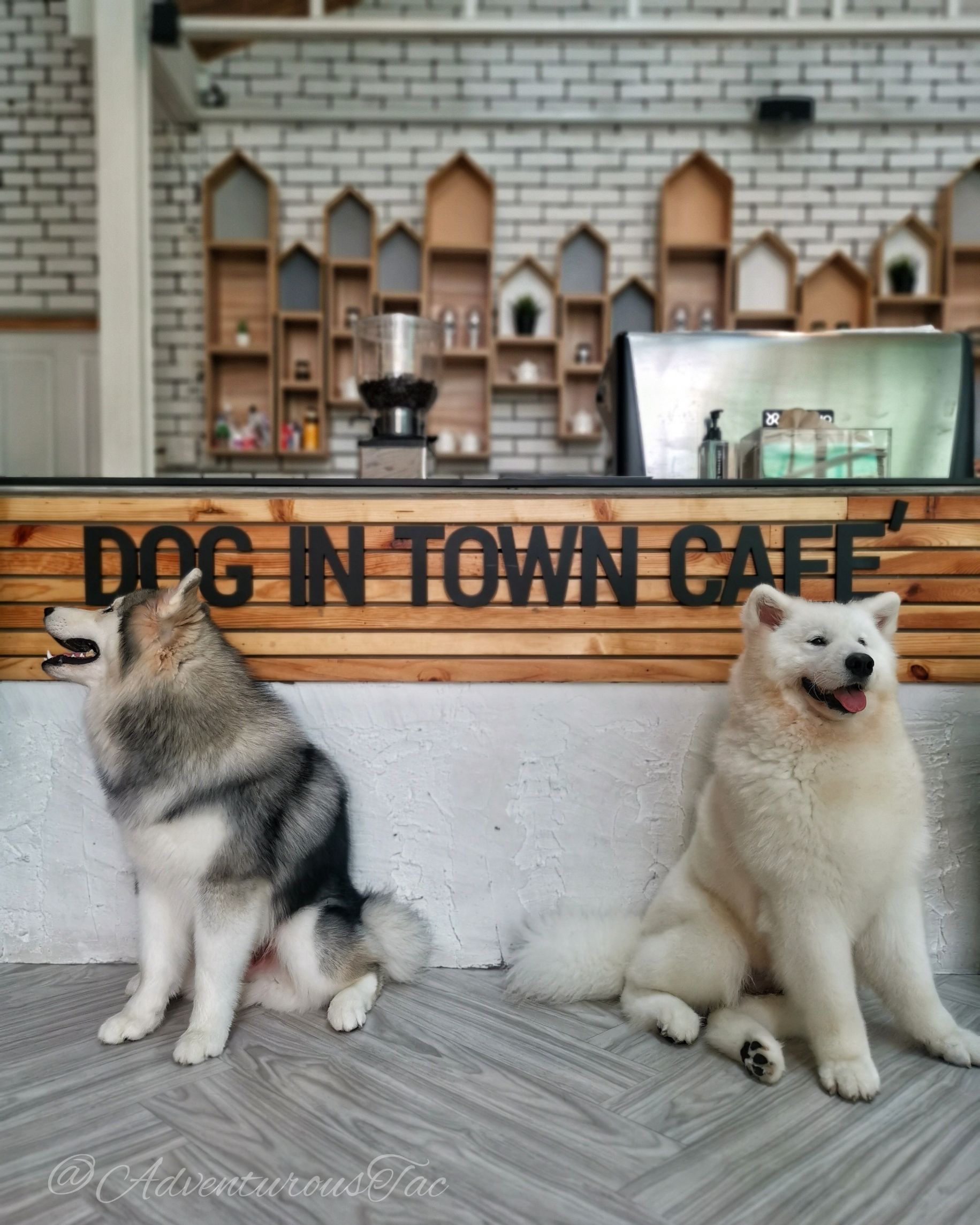 犬 カフェ 大型 犬と触れ合えるカフェは三重県ではこの4つ！保護犬カフェや大型犬と触れ合えるカフェが人気？