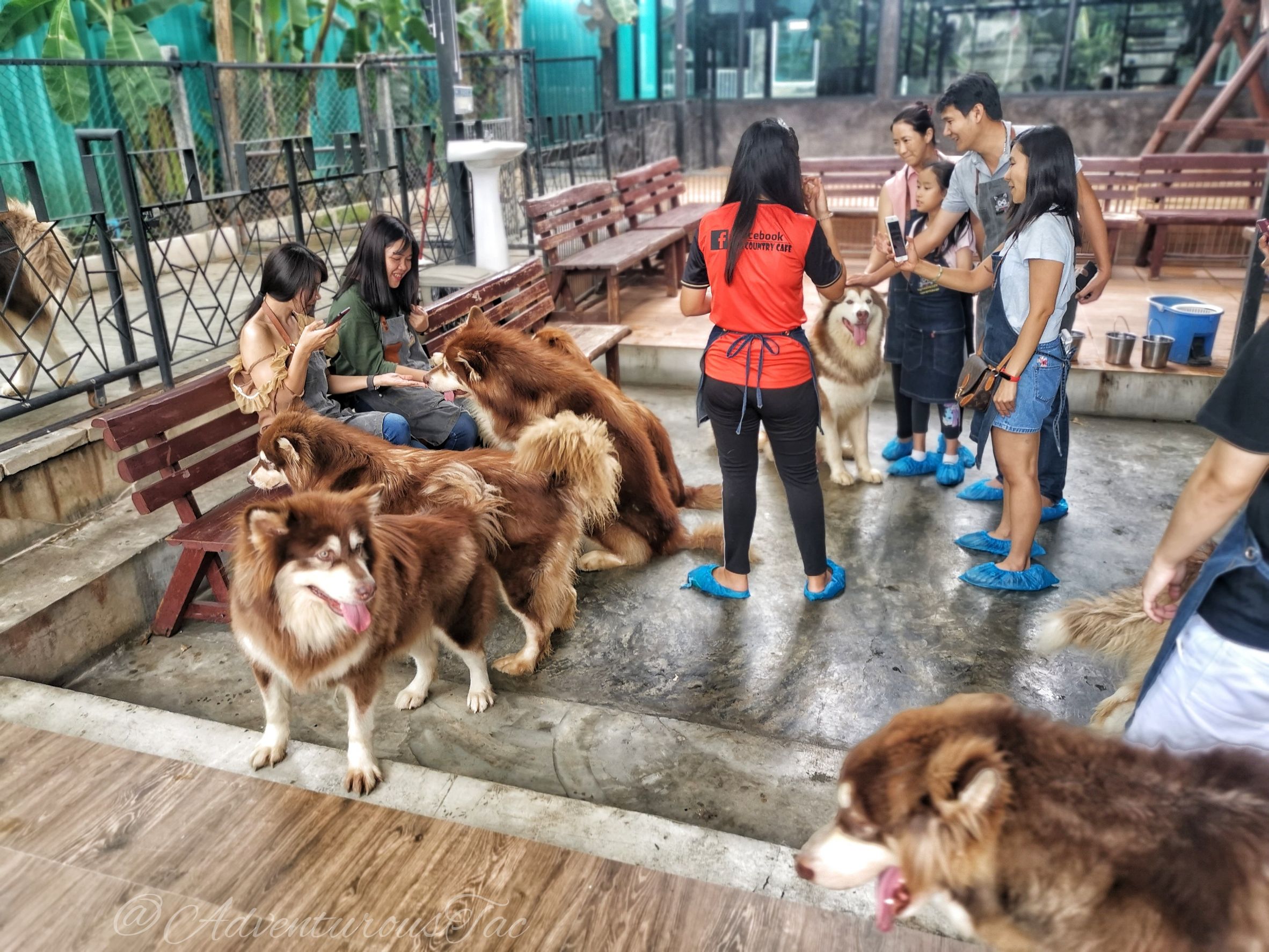 バンコクのドッグカフェ7選 おすすめの犬カフェの値段や犬種を比較 Asian Traveller From バンコク
