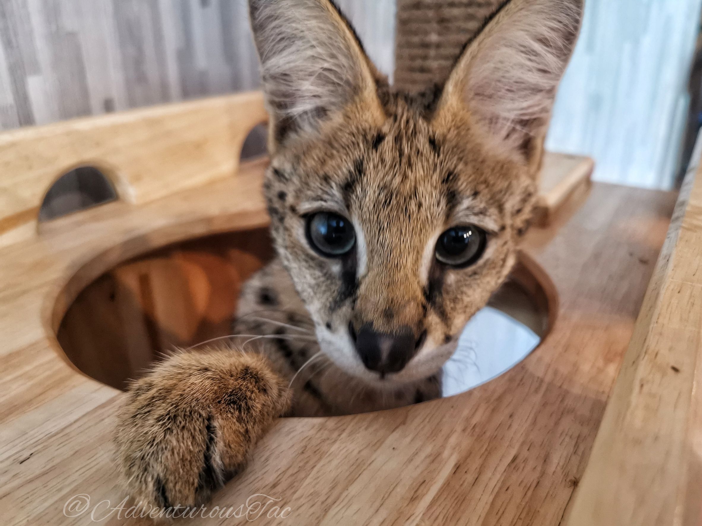 The Animal Cafe バンコクの動物カフェ かっこいい猫と遊べる