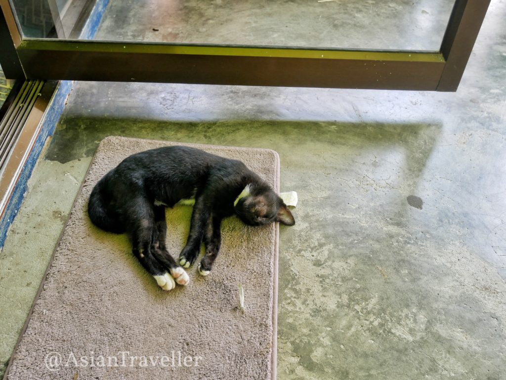 ラノーン パヤーム島の猫