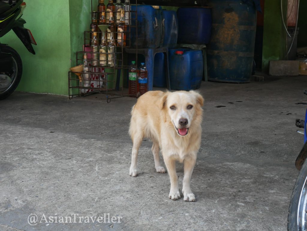 ラノーン パヤーム島の犬