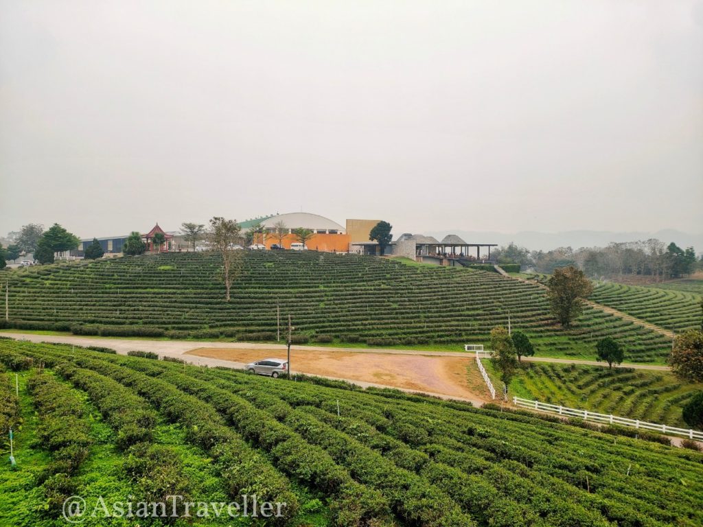 チェンライの茶畑カフェ・チュイフォンの広大な茶畑