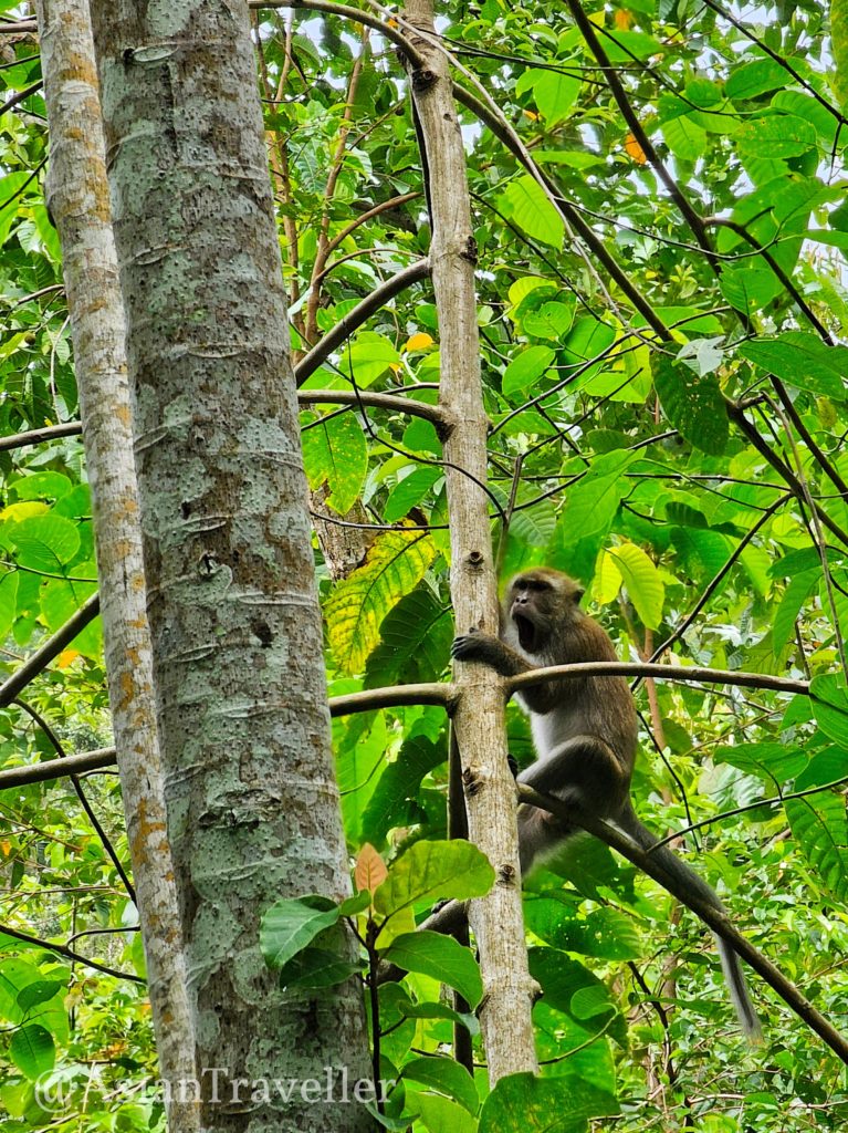 クラビー・ランタ島のクローンチャーク滝にいた猿