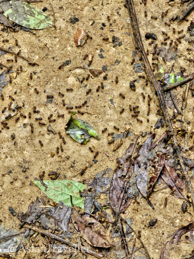 クラビー・ランタ島のクローンチャーク滝の白アリの大群