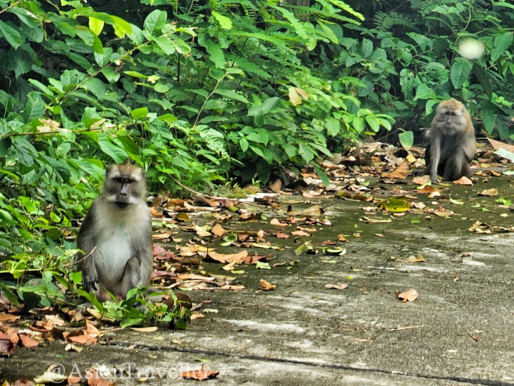 クラビー・ランタ諸島・国立公園にいた猿